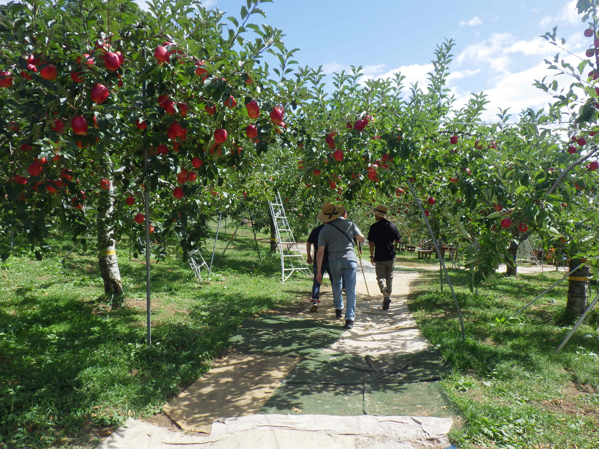 新着情報の画像